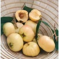 ราคา ต้นชมพู่น้ำดอกไม้ผลสีเหลือง (3855773167)