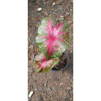 ราคา บอนสี เงาะถอดรูป สีสวย ไม้มงคล บอนบ้านหายากค่ะ (12825313851)