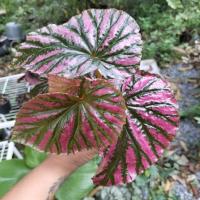 ราคา บีโกเนียสีชมพู begonia exotica pink บีโกเนีย เอ็อซ์โซติก้า พิ้งค์ (9235183423)