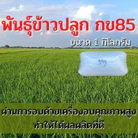 ราคา พันธุ์ข้าวปลูก กข85 เมล็ดพันธุ์ ข้าวปลูก กข85 เมล็ดพันธุ์ข้าว พันธุ์ข้าว กข.85 ให้ผลผลิตดี (1 กิโล) (17761805288)