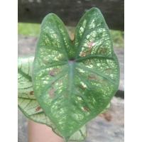 ราคา .....บอนสี ไทยนิยม... (13920999935)