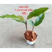 ราคา ว่านดอกทอง ว่านมหาเสน่ห์ รากราคะ ส่งทั้งกระถาง (16479365177)