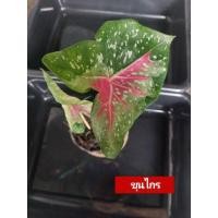 ราคา "บอนสี ขุนไกร ดินภูเขาไฟบุรีรัมย์" บอนสีราชินีแห่งไม้ใบ ส่งพร้อมกระถางพลาสติก ใบเหลืองจากการขนส่งให้ตัดใบออก (13235073337)