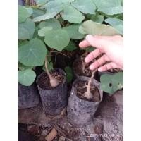 ราคา สบู่เลือด ว่านสบู่เลือด ไม้โขดหัวสวย สมุนไพรหายาก (10822248845)