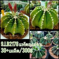 ราคา เมล็ดLB2178 (9.LB2178 แท้ตองอ่อน) (5657420178)