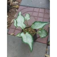 ราคา บอนสีราชินีไม้ใบ กวนอิม (8851636780)