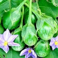 ราคา มะเขือเปราะคางกบถูกที่สุด10บ.เมล็ดมะเขือเปราะคางกบ 20 เมล็ด ☘️ปลูกง่ายขึ้นไวลูกดก (8115194331)