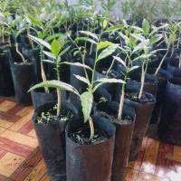 ราคา ผักหวานยอดทองถุงเล็กแพ็ค2ต้นตกต้นละ13บาท1ถุงมีผักหวาน1ต้นราคาประหยัดเหมาะสำหรับเพราะปลูกราคาประหยัด(ประกันสินค้าทุกกรณี) (3853101062)