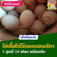 ราคา ไข่เชื้อไก่โร๊ดไอส์แลนด์เรด อเมริกา สำหรับการฟัก 15 ฟอง (11754264646)