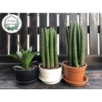 ราคา SALE SET งาช้างคละ ต้นไม้ฟอกอากาศ ต้นไม้มงคล เหมาะสำหรับไว้ตั้งโต๊ะทำงาน ตั้งภายในบ้าน (6016565350)