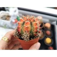 ราคา แคคตัส​ ยิมโนคาลิเซียมไม้ด่างหัวสี​ GYMNO​ CALYCIUM​ CACTUS (8753478035)