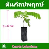 ราคา ต้นกัลปพฤกษ์ ชัยพฤกษ์ แพ็คละ 4 ต้น - ไร่กฤติยา (19148702257)