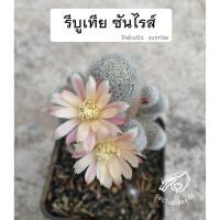 ราคา รีบูเทีย rebutia ซันไรส์ cv. sunrise ซัลคอรีบูเทีย sulcorebutia กระบองเพชร แคคตัส (9138286301)