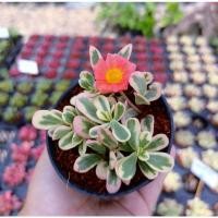 ราคา คุณนายตื่นสายด่าง​ คุณนายไฮโซ​ ไม้มงคล​ ไม้ประดับ​ ไม้ด่่าง (8574384061)