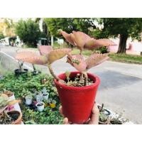 ราคา ต้นเศรษฐีพันล้าน กระถางดินเผา (13671621620)