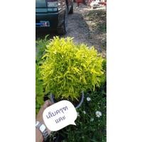 ราคา ต้น​ เล็บครุฑแคระ​ เป็นเล้กสวยๆไม้ประดับ (6960610958)