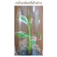 ราคา [อัพเดทลอตใหม่] กล้วยฟลอริด้าด่าง พร้อมอนุบาล ต้นสูง 8 ซม. (13052666789)