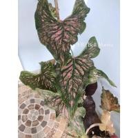 ราคา บอนสี บอนเก่า "เรืองพระนารายณ์" บอนเก่าหายากมากกกก (12976090186)