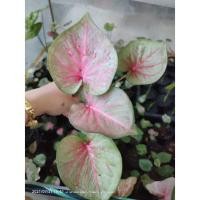 ราคา บอนสีลูกไม้ใหม่สวยมากกระดูกชมพู (10622638875)