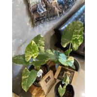 ราคา บอนกระดาดด่าง แม่พันธุ์บอนกระดาดด่างขาว ไม้ด่าง ไม้ประดับ (6293660769)