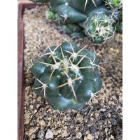 ราคา แคคตัสช้าง Elephant cactus (15974813622)