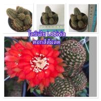 ราคา กระบองเพชร แคคตัส โลบิเวีย Lobivia ดอกสีส้มสด ยกพอตคุ้มๆ (14448106940)