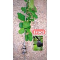 ราคา กิ่งตอนมะเดื่อฝรั่ง Iraqi 1 กิ่ง (9640949489)
