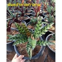 ราคา ต้นคล้ากาเหว่าลาย ต้นไม้มงคลกระถาง8นิ้ว (7959076299)