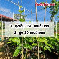ราคา ต้นเสาวรส.ต้นกระทกรก.ต้นพันธุ์เสาวรส.เปรี้ยวอมหวาน (3470811542)