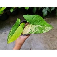 ราคา เงินไหลมาด่างเหลือง ไหลเหลือง (11832316350)