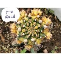 ราคา 01- Pirate king ‍☠️ไม้กราฟ 1 ต้น‍☠️ Gymnocalycium Cactus ไพเรทคิง ยิมโน แคคตัส กระบองเพชร ไม้อวบน้ำ ไม้กราฟ ราคาถูก​ (8177149546)