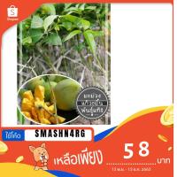 ราคา มะม่วงแก้วขมิ้น ต้นพันธุ์มะม่วงแก้วขมิ้น ต้นพันธุ์มะม่วงเสียบยอด รับประกัน 1 ปีติดลูก ของแท้พร้อมส่ง!! (5844393972)