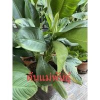 ราคา ต้นเศรษฐีวิลสัน ต้นไม้มงคล นำทรัพย์เข้าบ้าน ขนาดสูงประมาณ 50-60 ซม. (12116188874)