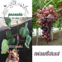 ราคา กิ่งองุ่น ติดตา พันธุ์เฟรมซีสเลส (9139026262)