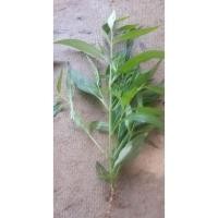 ราคา ฟ้าทะลายโจร #ต้นฟ้าทะลายโจร (ชุดละ1000ต้น) (10325067320)