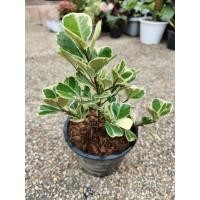 ราคา ต้นสาริกาลิ้นทองด่าง Ficus deltoidea Jack f. variegata. ไม้มงคล ส่งพร้อมกระถาง 5 นิ้ว (14724390611)
