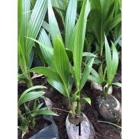 ราคา มะพร้าว2ยอด มะพร้าวน้ำหอมสองยอด มะพร้าวบอนไซ หน่อมะพร้าวสองยอด (5389244244)