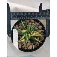 ราคา ม้าเวียนด่าง ฮาโวเทีย Haworthia limifolia variegated (12552051742)