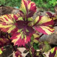 ราคา ต้นฤาษีผสม สีสวย (8632372898)