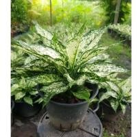 ราคา ต้นเพชรน้ำหนึ่ง อโกลนีม่า กระถาง 8" (10957960941)