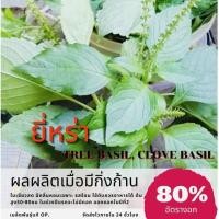 ราคา เมล็ดพันธุ์ ยี่หร่า 125 เมล็ด หรือกระเพราควาย ใบยี่หร่า Shrubby Basil สำหรับนำไปปลูก(ซื้อ 10 แถม 1 คละอย่างได้) (2758274802)