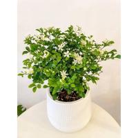 ราคา ต้นไม้มินิมอล 'แก้วแคระพวงมณี' (17969008483)