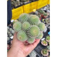 ราคา กระบองทอง แคคตัส กระบองเพชร cactus&succulent (18792456668)