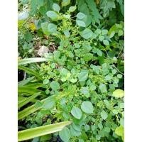 ราคา ต้นกัญ​ชาแมวตำแยแมวส่งแบบถอดรากจำนวน10ต้น39บาท (11259543535)