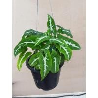 ราคา ต้นออมเพชรต้นไม้มงคล (9112411710)