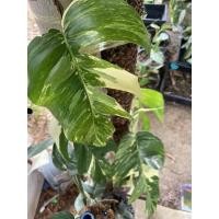 ราคา Epipremnum pinnatum variegated(อิพิด่าง) อิพิ ด่างขาวEpi (13910160314)