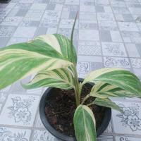 ราคา ข่าด่างเหลืองข่าด่างแท้กระถาง8นิ้ว (8081949154)