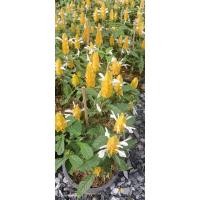 ราคา ต้นเหลืองคีรีบูน ไม้ดอก ไม้สวย (20492208018)