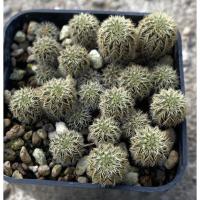 ราคา เฟเรีย หนามทอง ไม้เมล็ด 1 กระถาง ส่งทั้งกระถาง (21668138212)