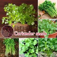 ราคา （เมล็ด）100seeds Coriander Seeds Organic Vegetables Seeds การผัก การ/งอก ปลูก/งอก การ (16094273601)
